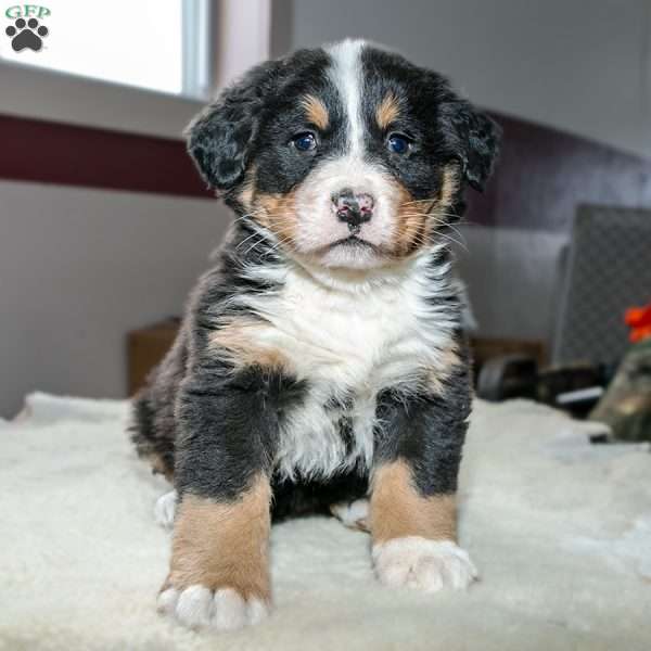 Oakley, Bernese Mountain Dog Puppy